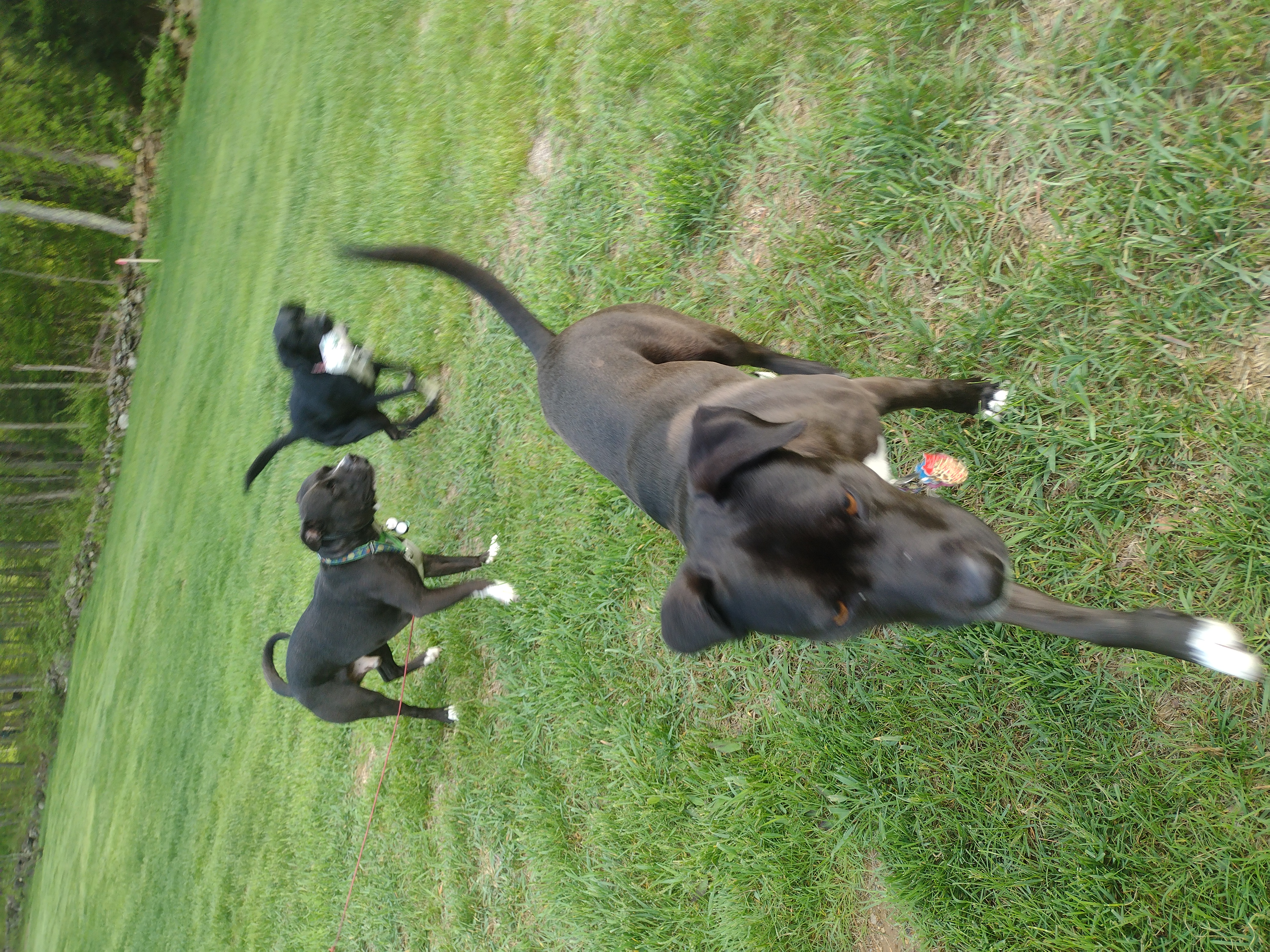 Maggie Played Keep Away!