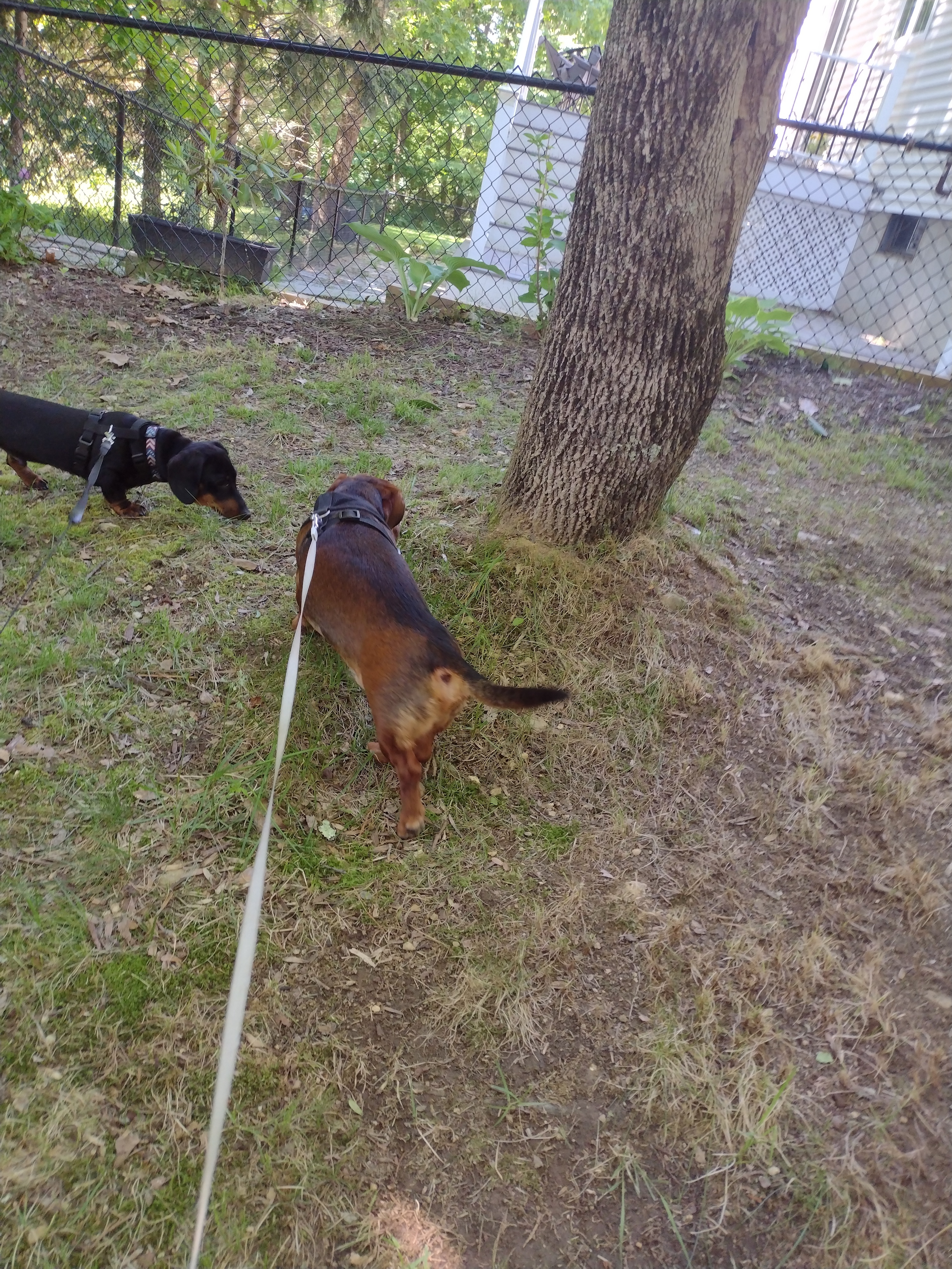 A Day To Walk In The Shade!