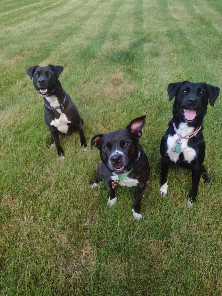 Three Pretty Dogs All In A Row!