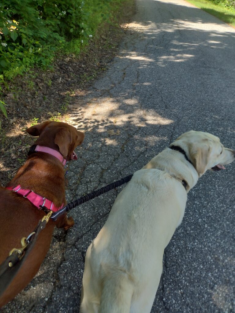 Heading Out For A Walk Today!