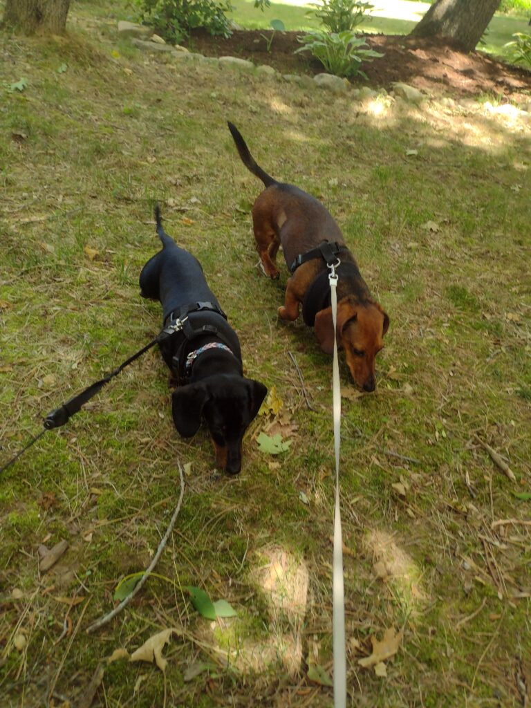 Otto And The Bear