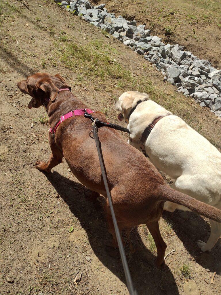 A Wonderful Wednesday Walk!