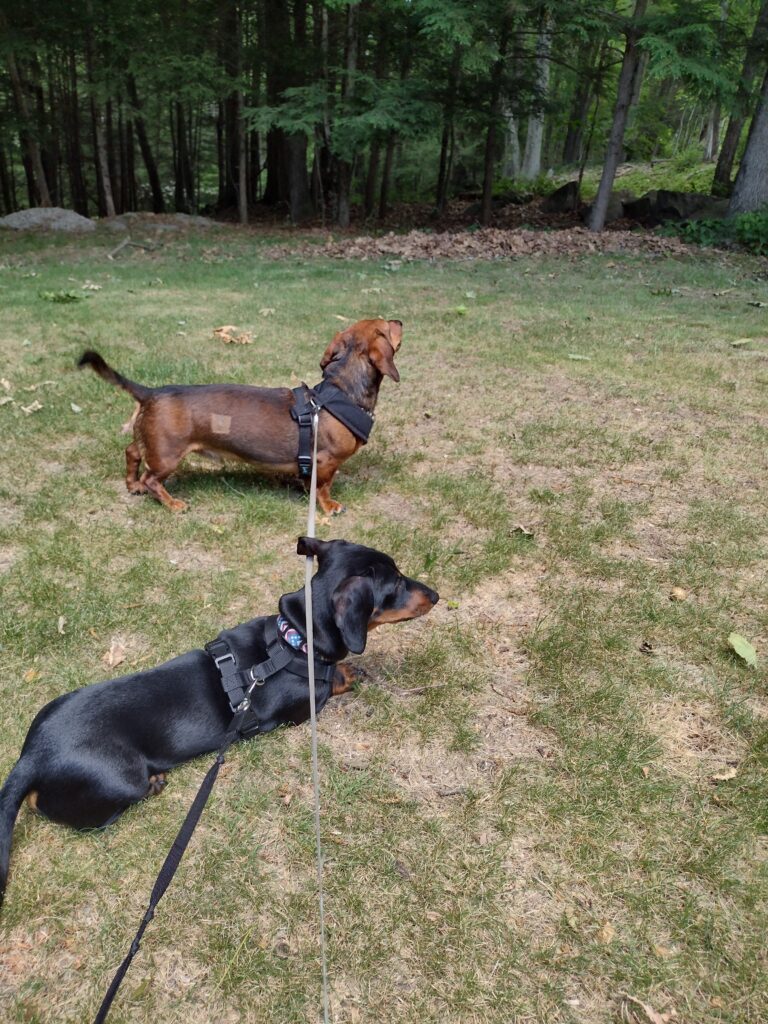 Hounds On A Hunt!