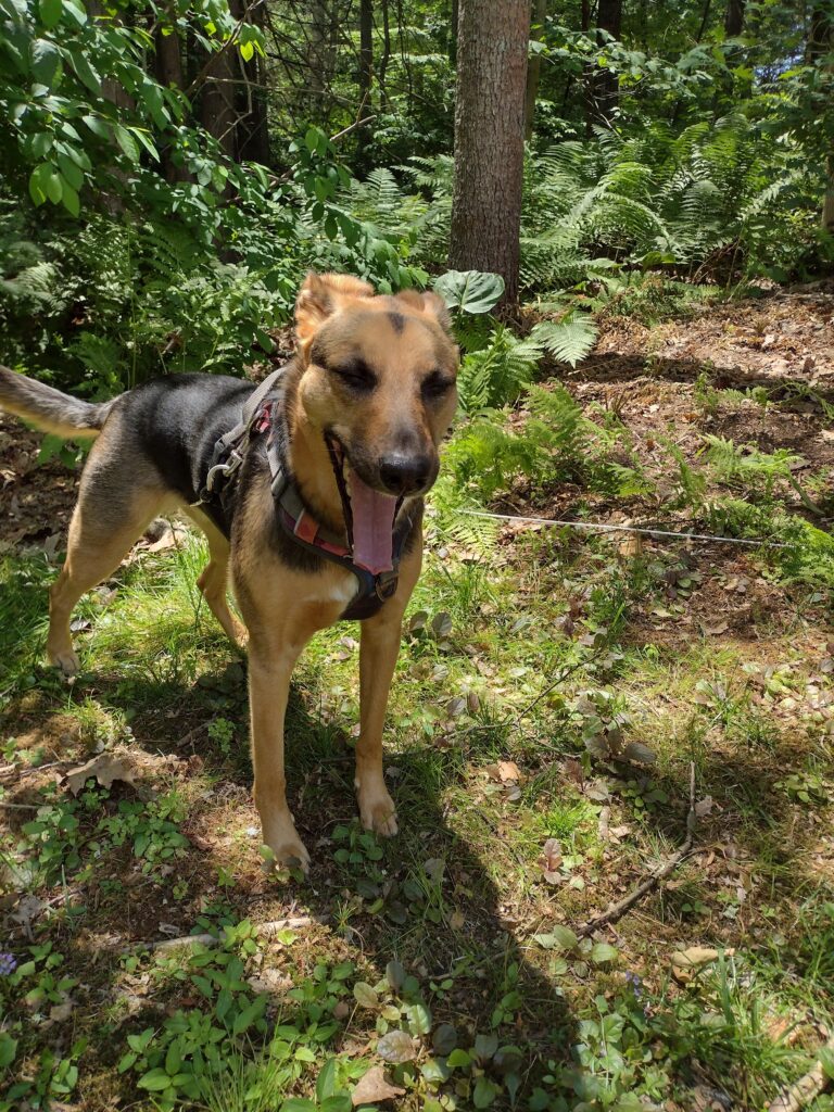 Where Did That Squirrel Go!
