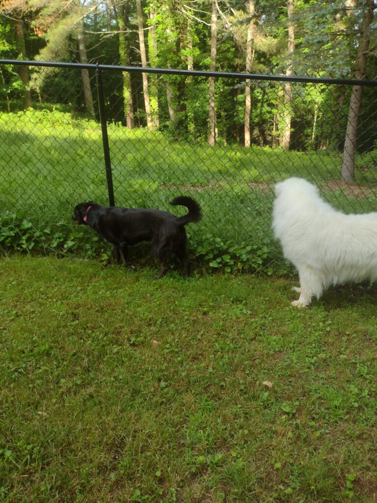 Dogs On Guard!