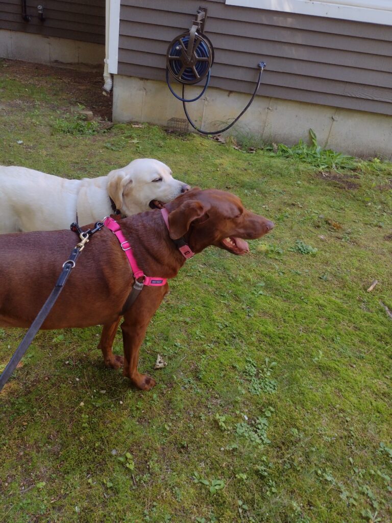 Ready To Head Out For Our Walk!