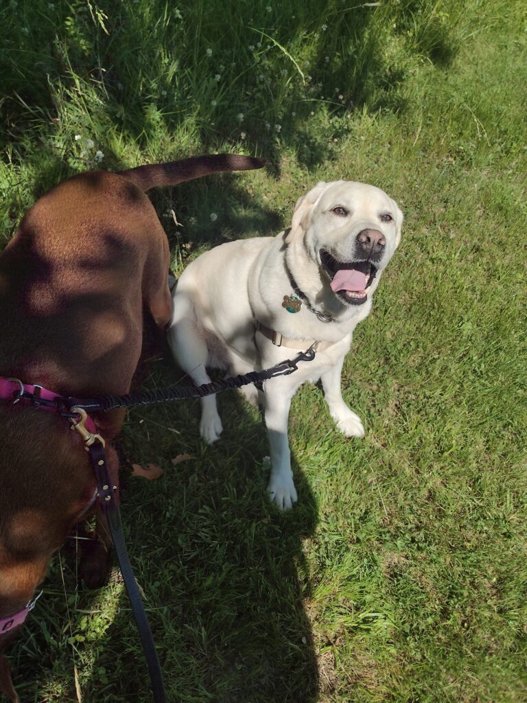 A Beautiful Day For A Beautiful Walk With Beautiful Dogs