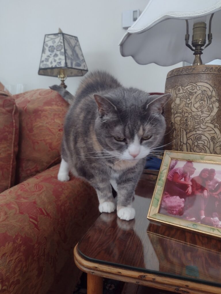 Sadie Looking Regal From Her Perch On The Couch!