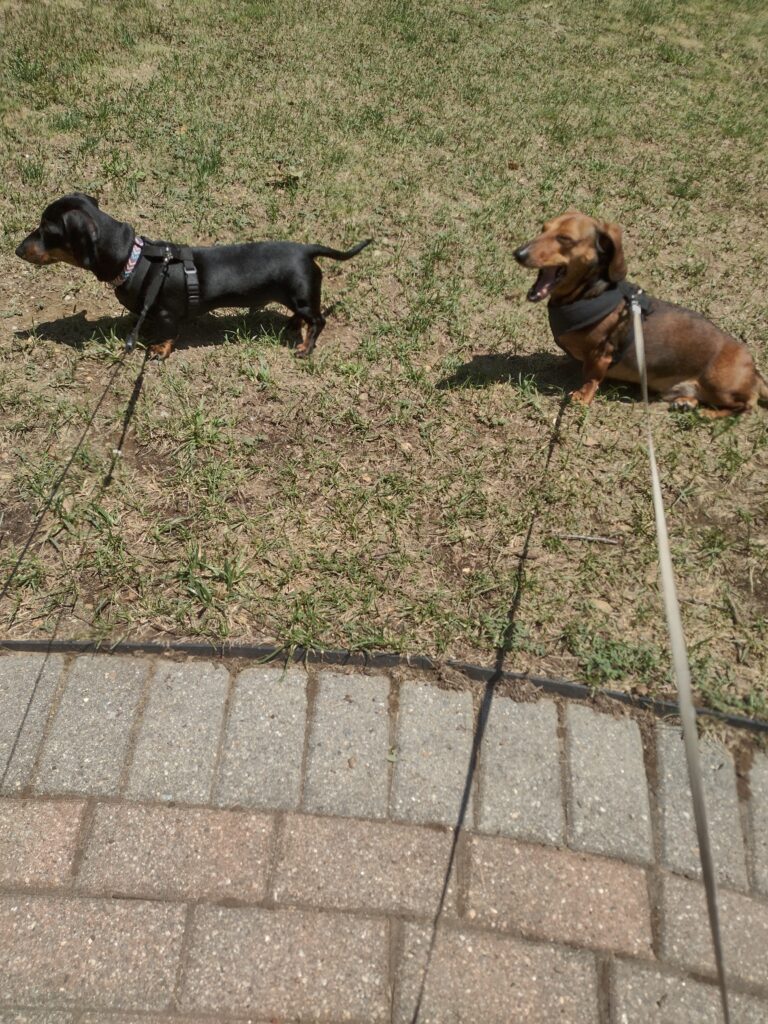 Follow The Leader!