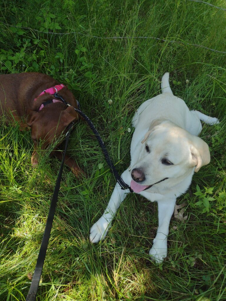 A Wonderful Wednesday For A Walk