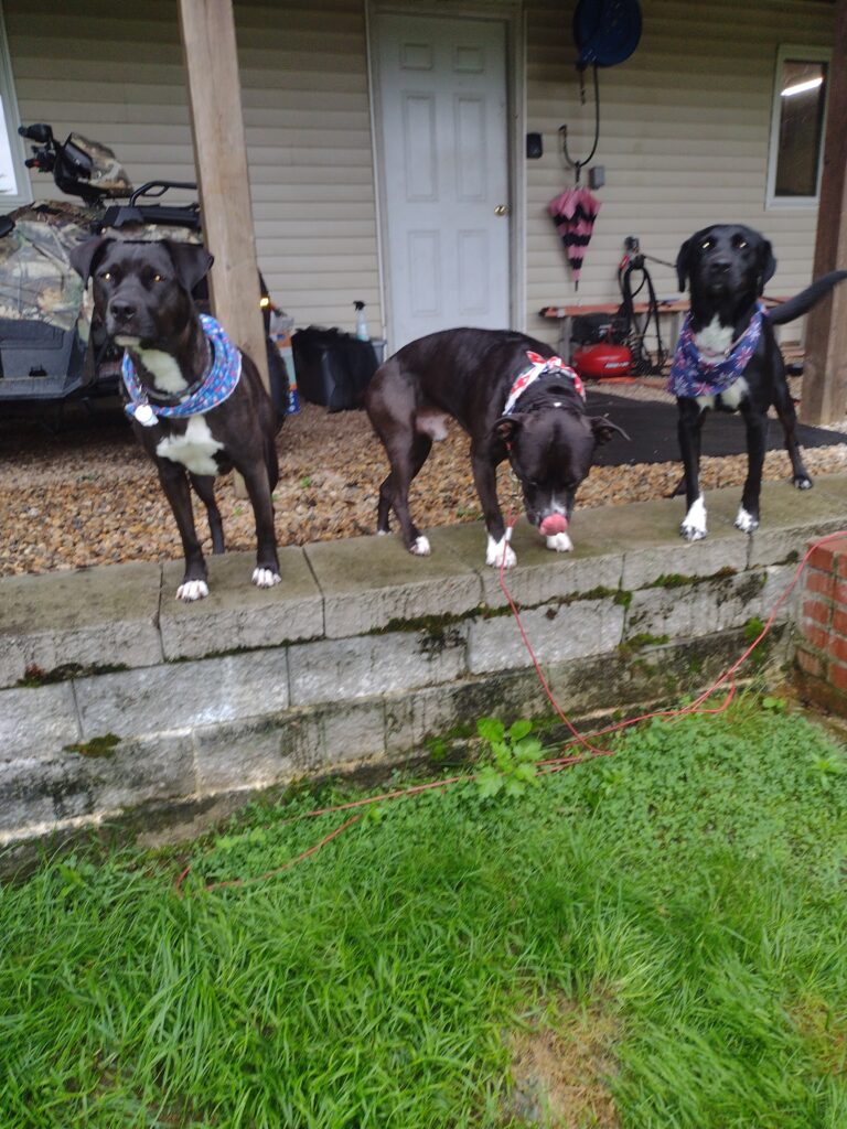 Patriotic Pups!