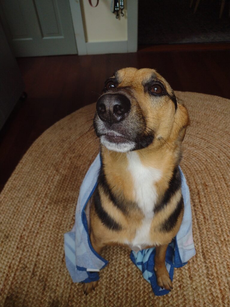 Toweling Off Queen Polly!
