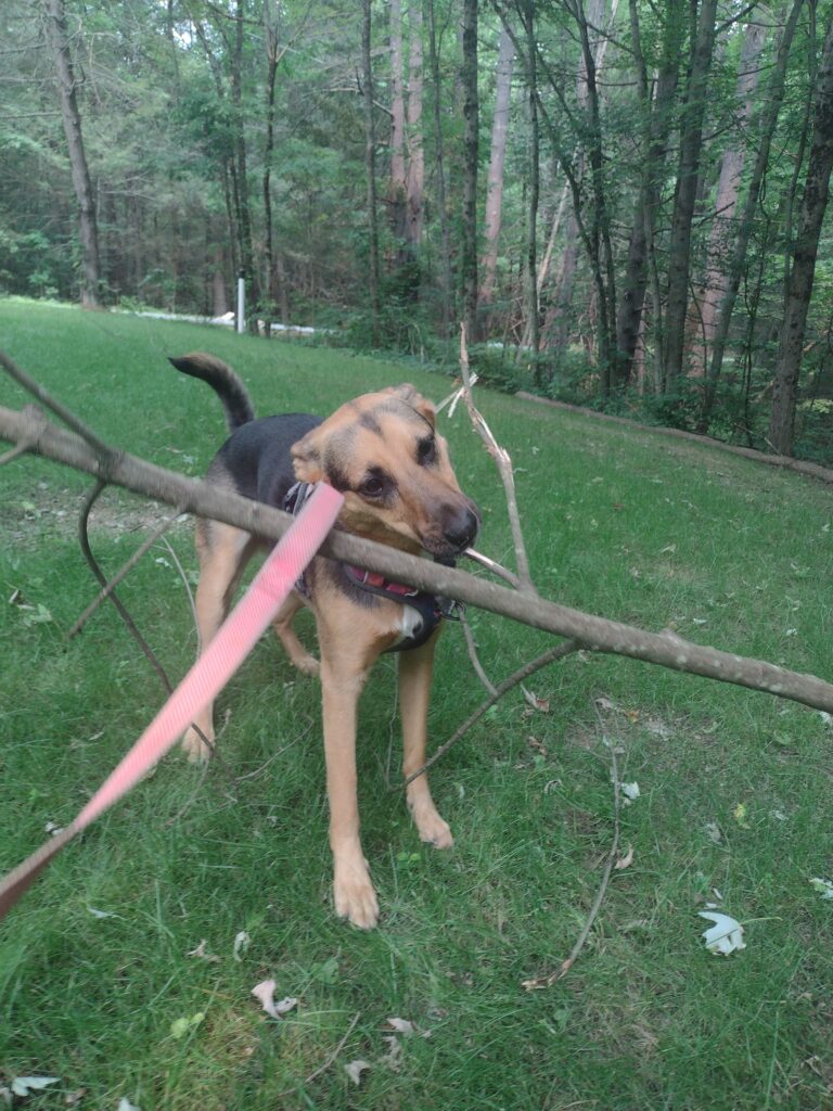 Polly Pixy Stick!