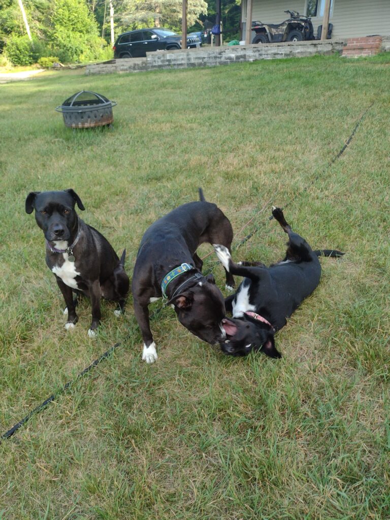 Happy Happy Dogs!