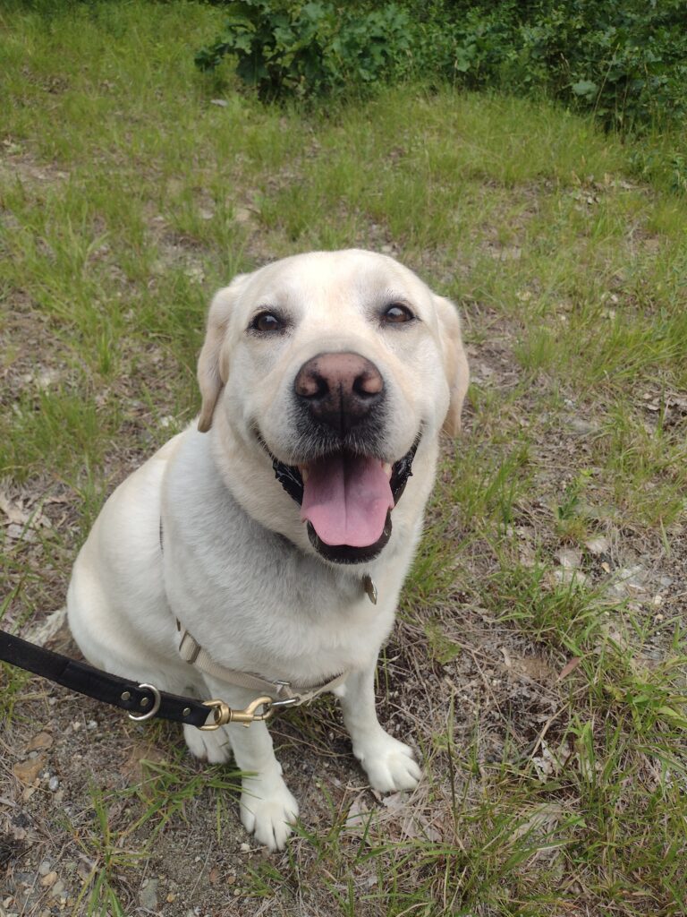 A Solo Walk With Bones Today!