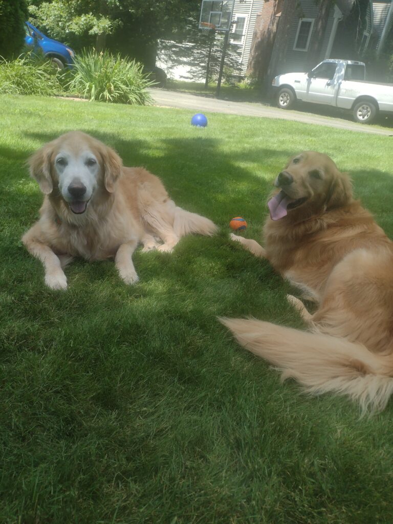 Beautiful Day With Beautiful Dogs