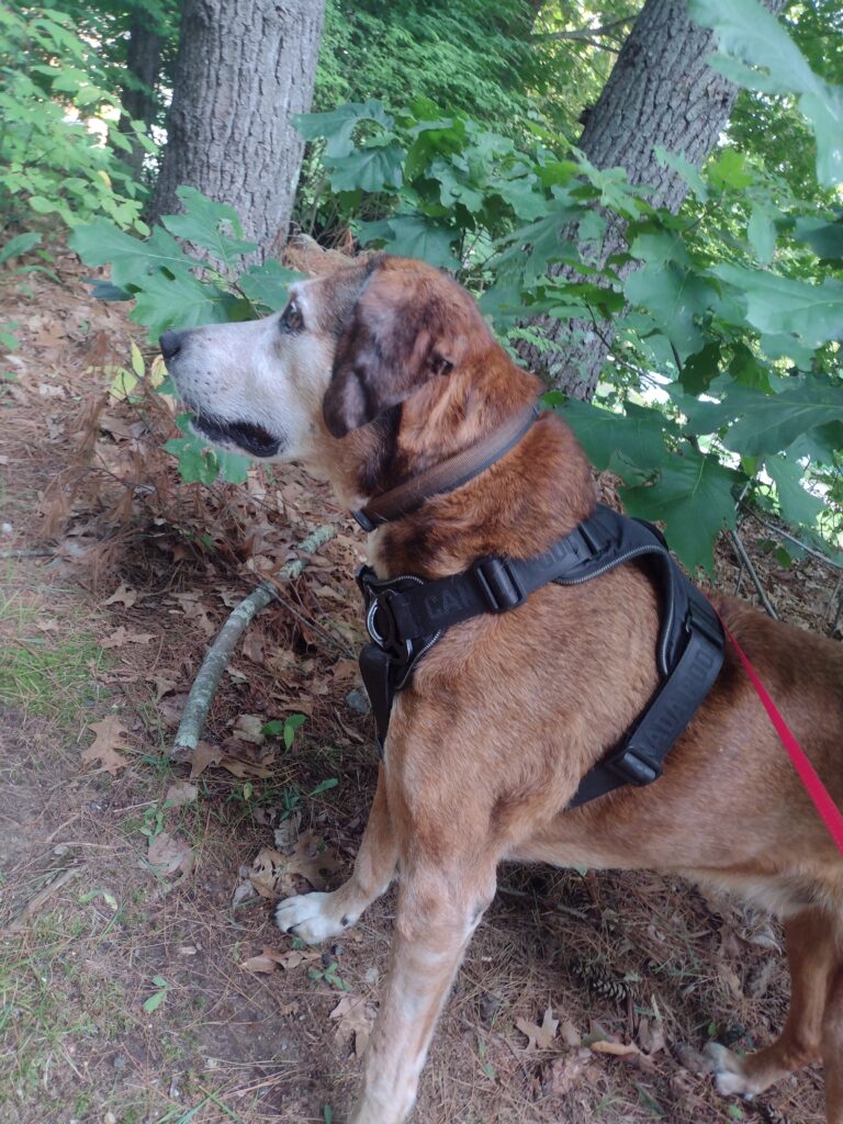 Harold The Great Surveyor!