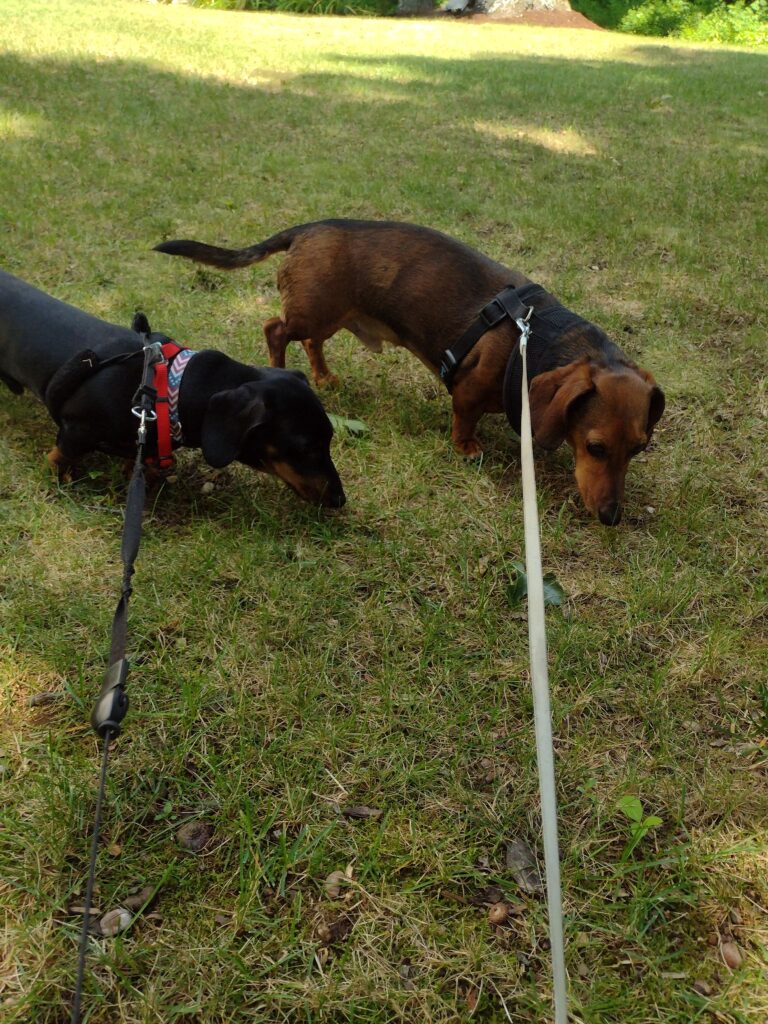 The Adventurous Duo!
