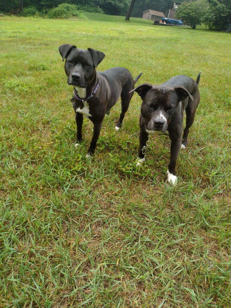 A Pair That Beats A Full House!