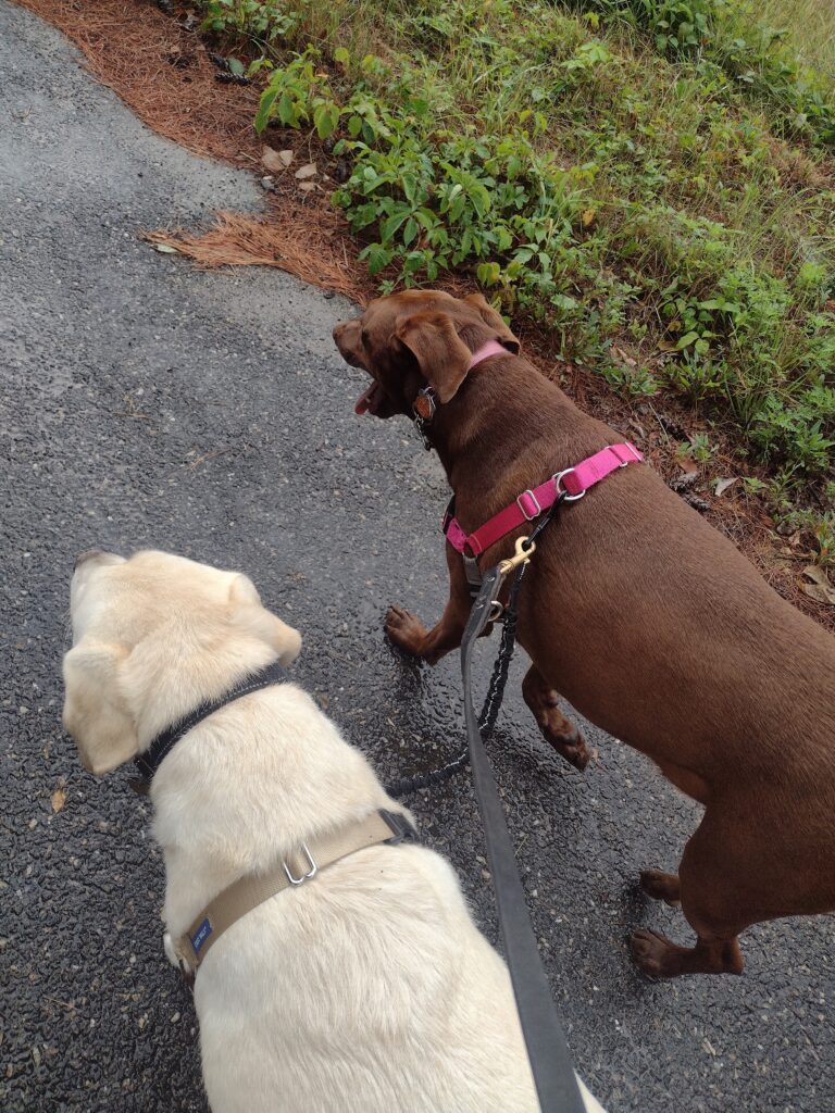 An Energized Thursday Walk!