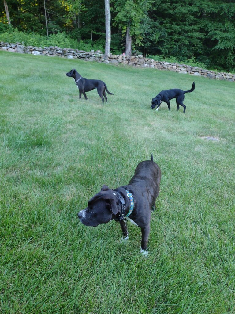 Dogs On Patrol!