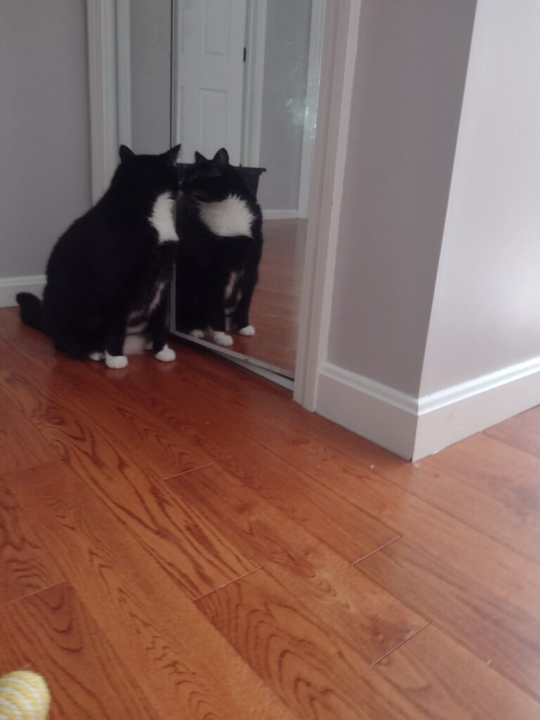 Mirror Mirror On The Wall!
