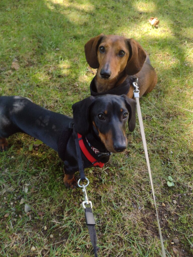 Mr Bear And Otto The Bandit!