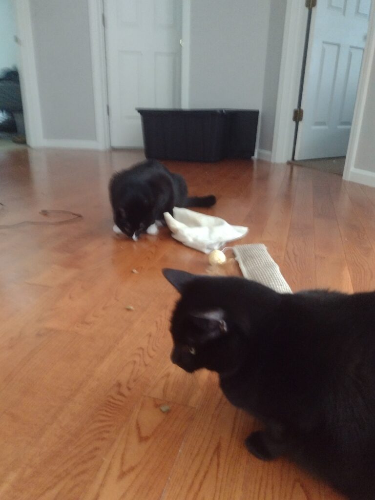 Two Very Loving Kitties!