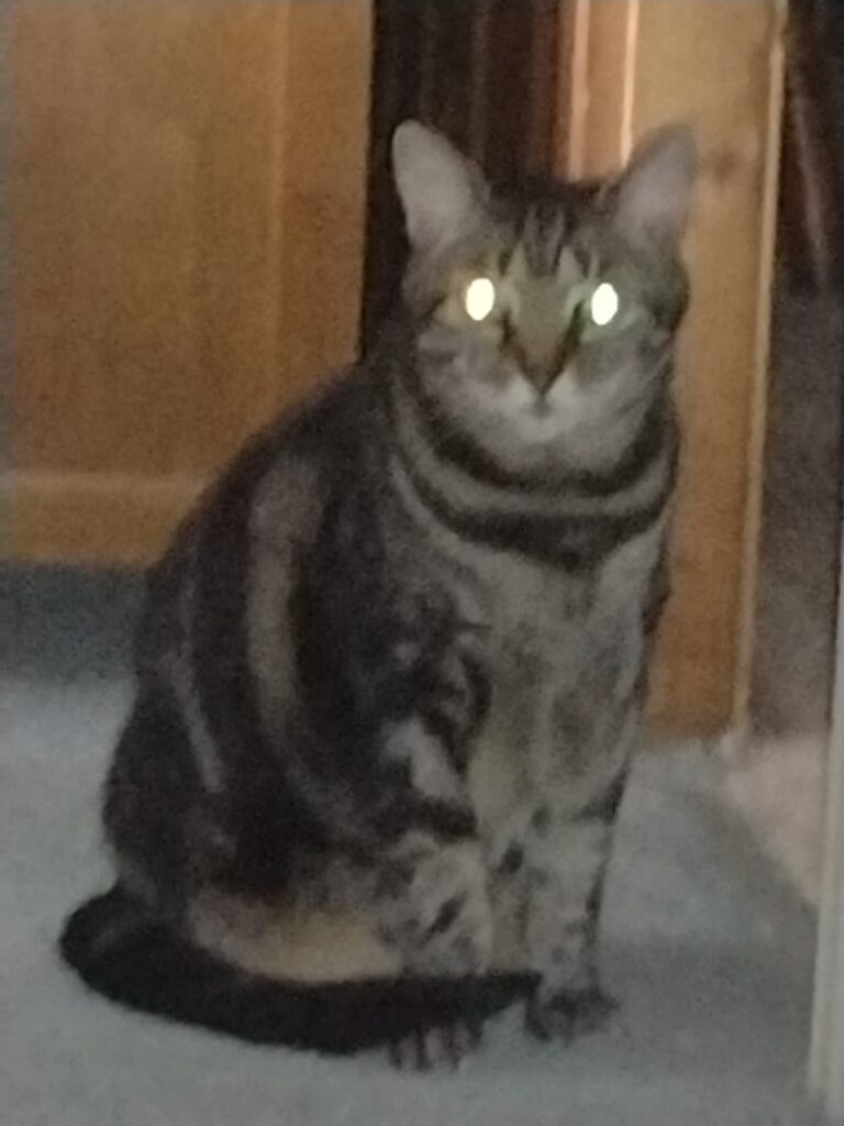 A Kitty Was Sighted!
