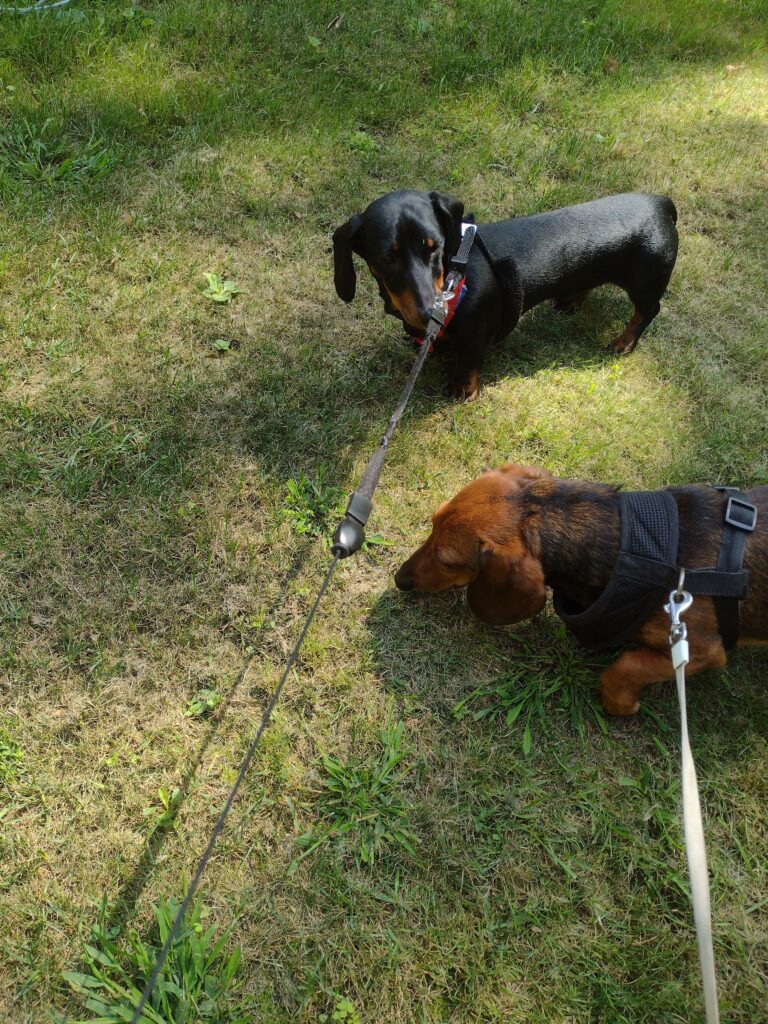 The Best Time With Bear And Otto