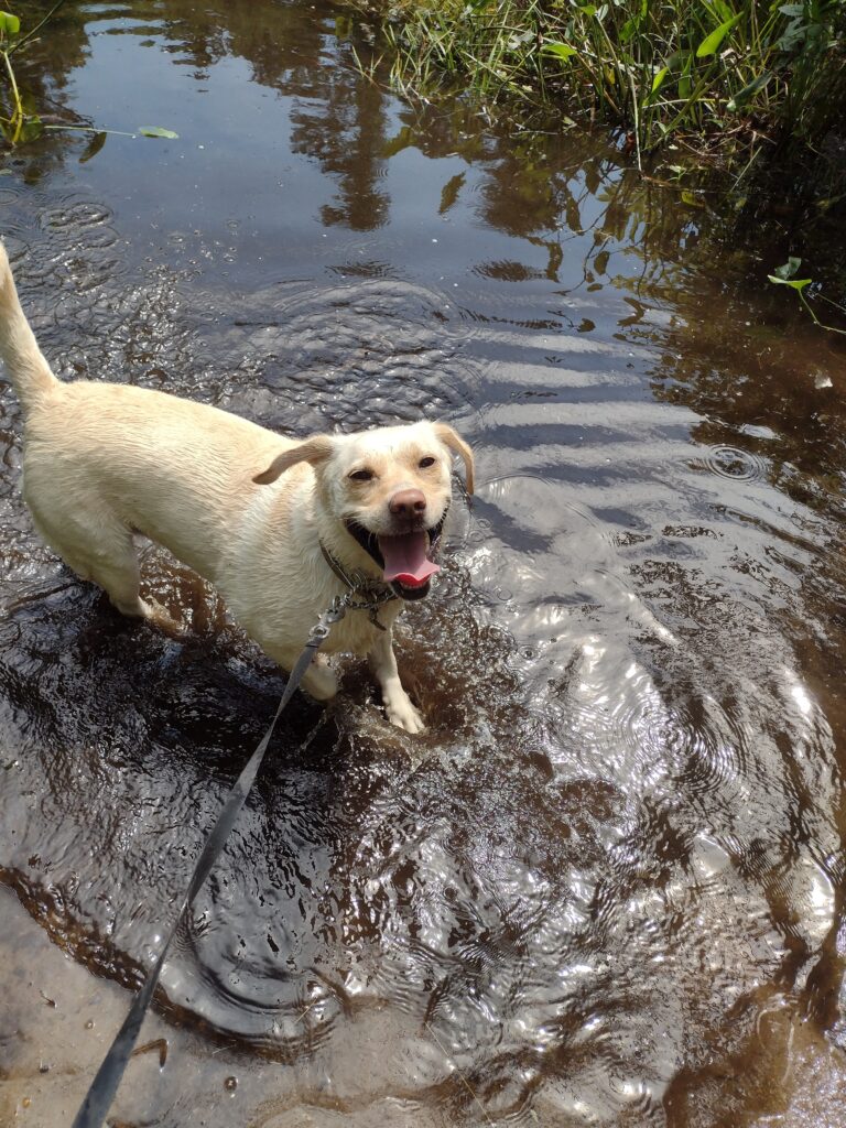 Lucky Lucy Taking A Swim