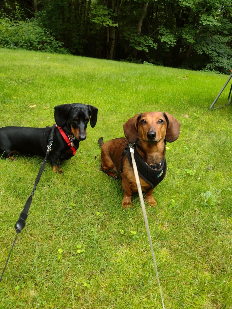 Otto And Bear Ready To Trot Around The Yard