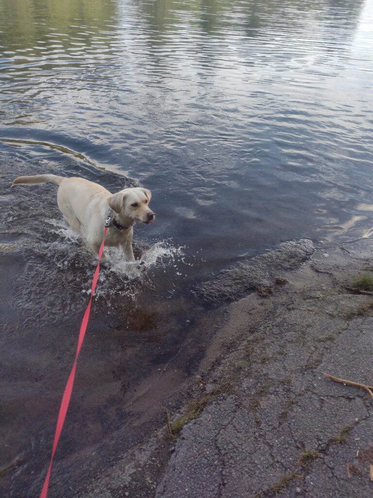 Lucy Loves To Swim