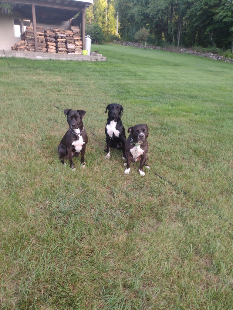 The Pups Pay Attention