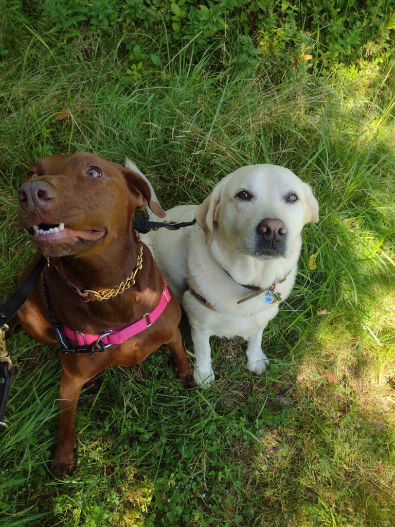 Wonderful Wednesday Walk