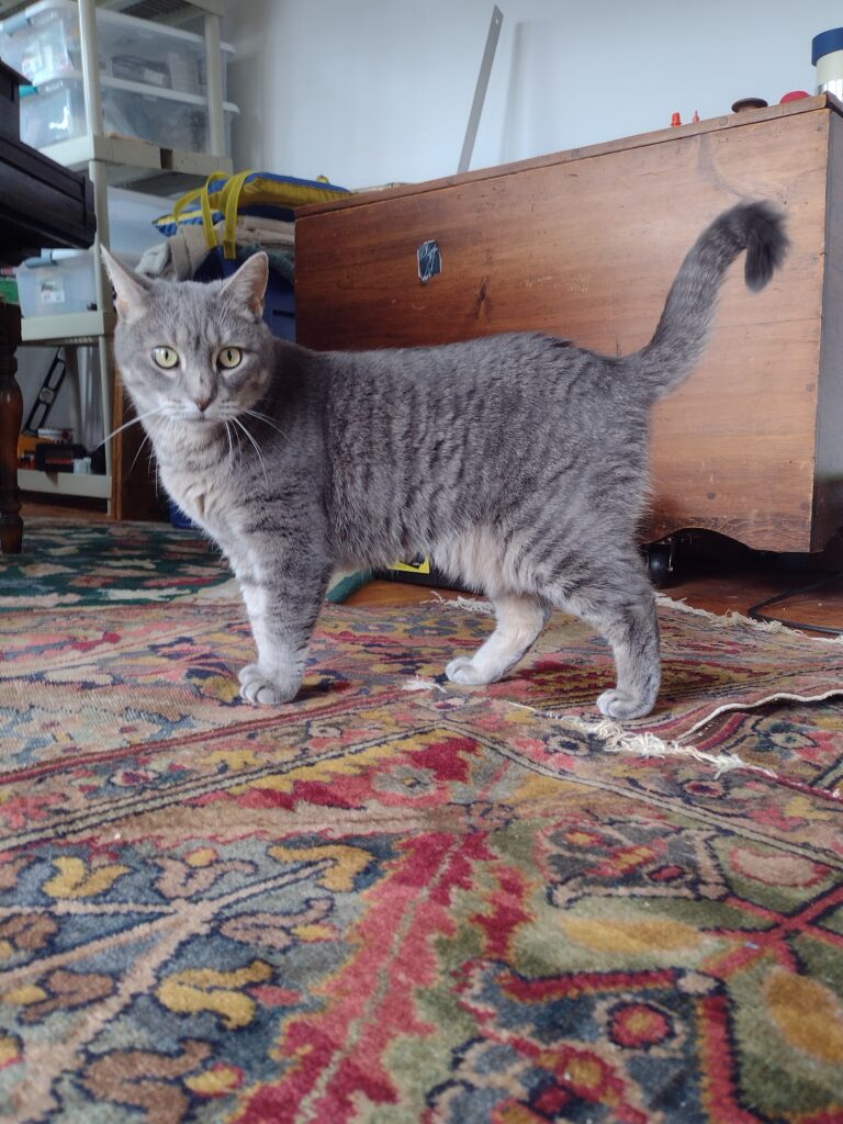A Lovely Visit With A Very Loving Kitty