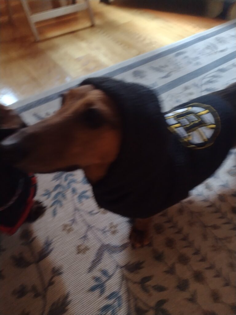 A New Bruins Bear!