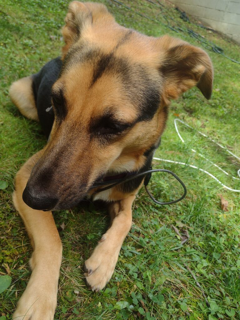 Sweet Adorable Polly