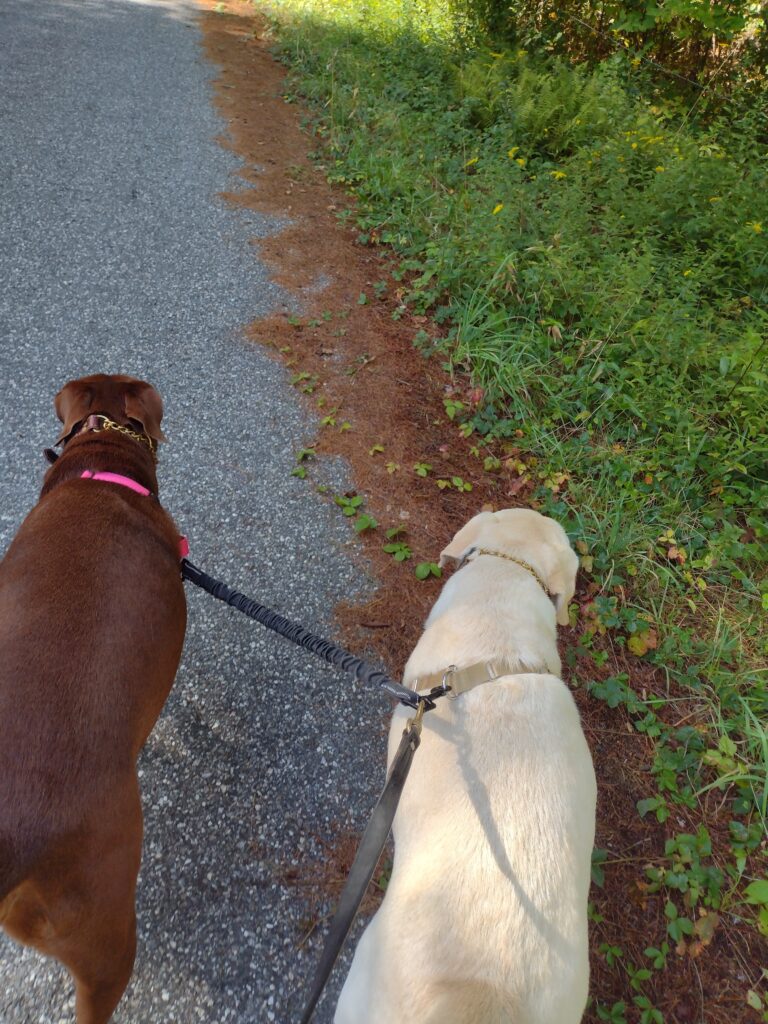 Saturday With Bones And Riley