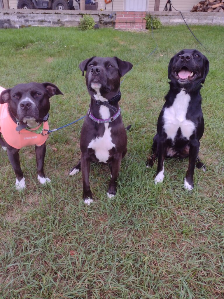 The Tuesday Trio