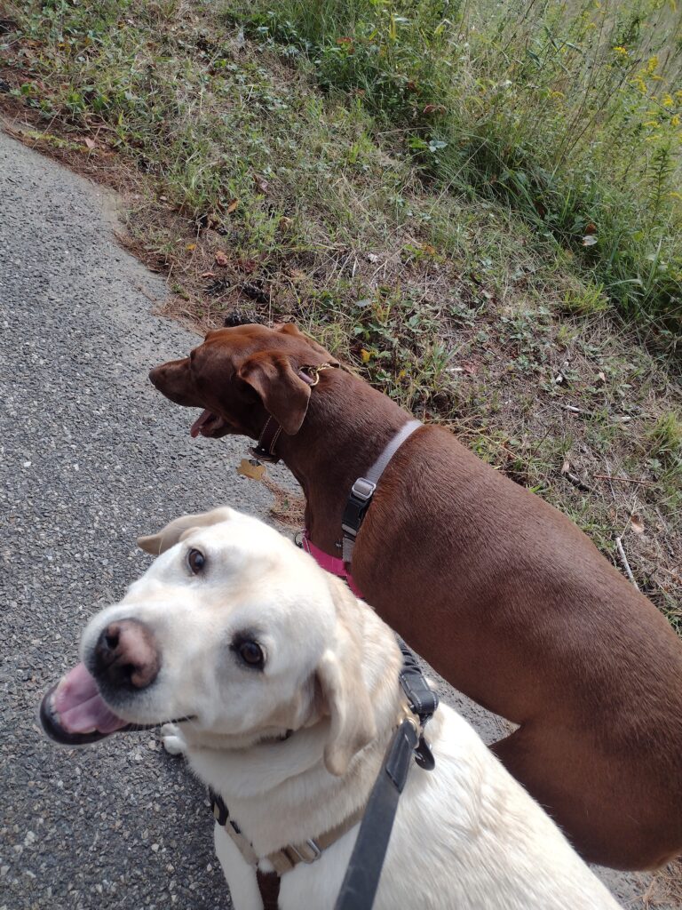 A Wonderful Wednesday Walk!