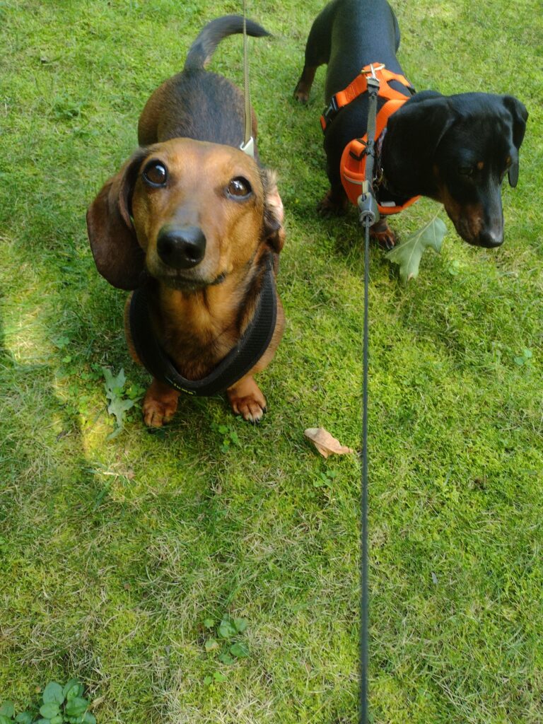 Hot Dogs Today!
