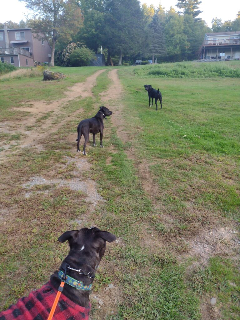 The Long And Winding Road!