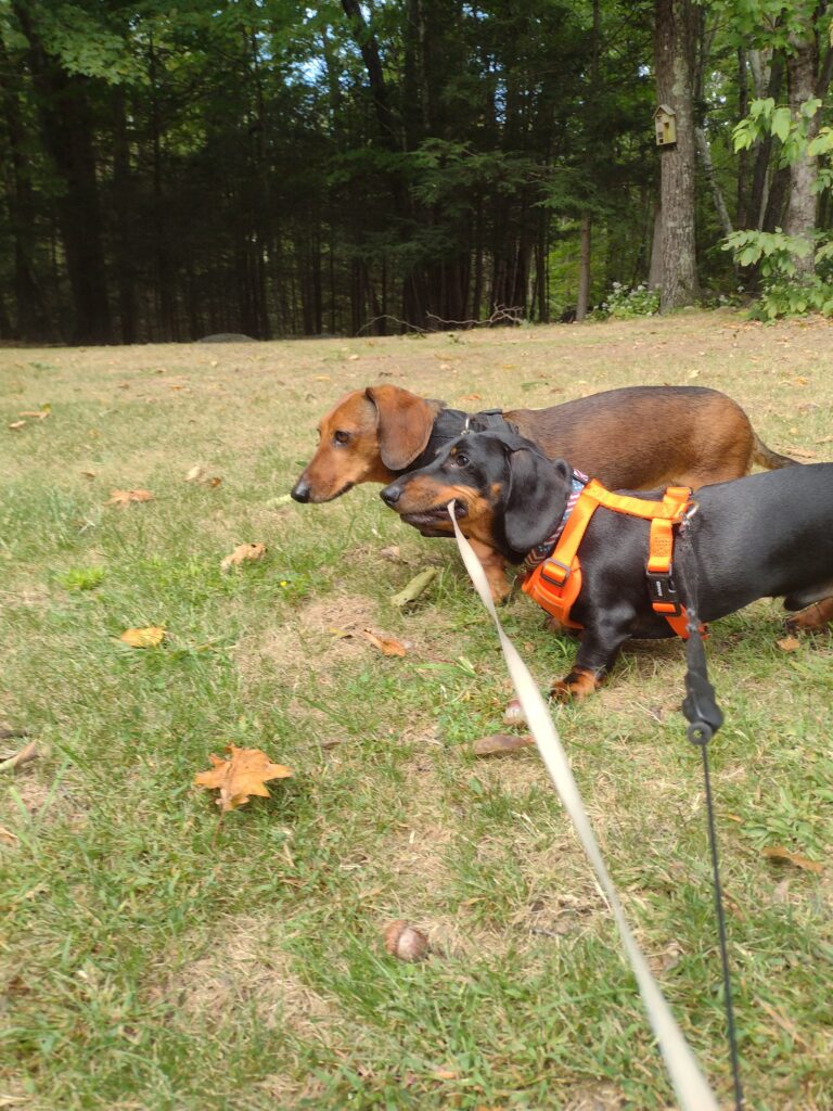 Play Day