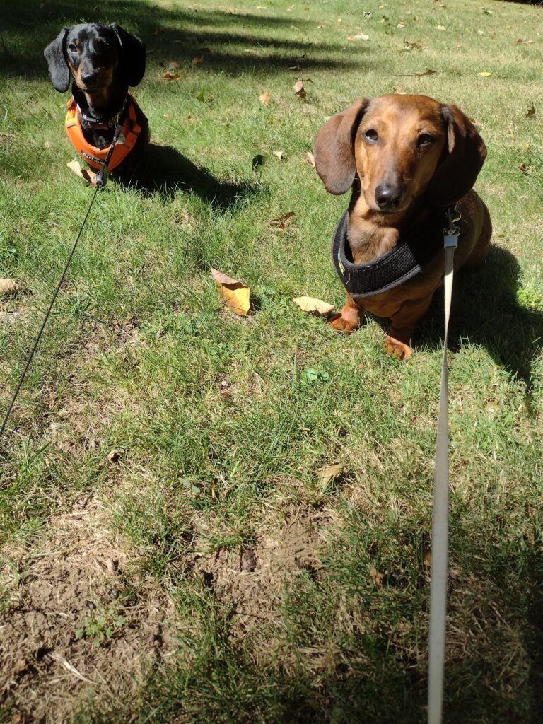 Little Dogs Big Personalities