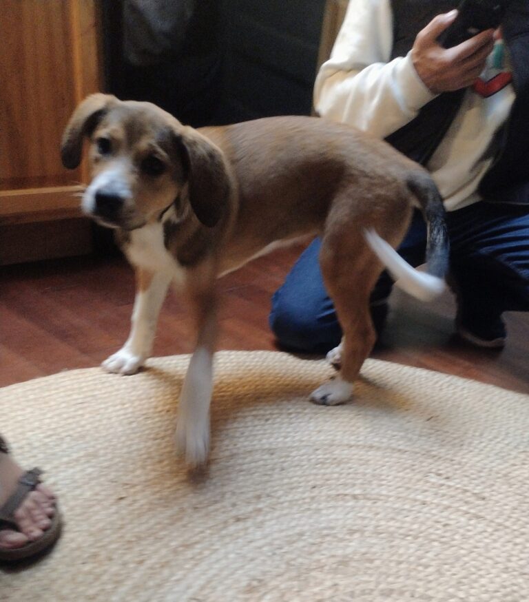 Welcome Olive