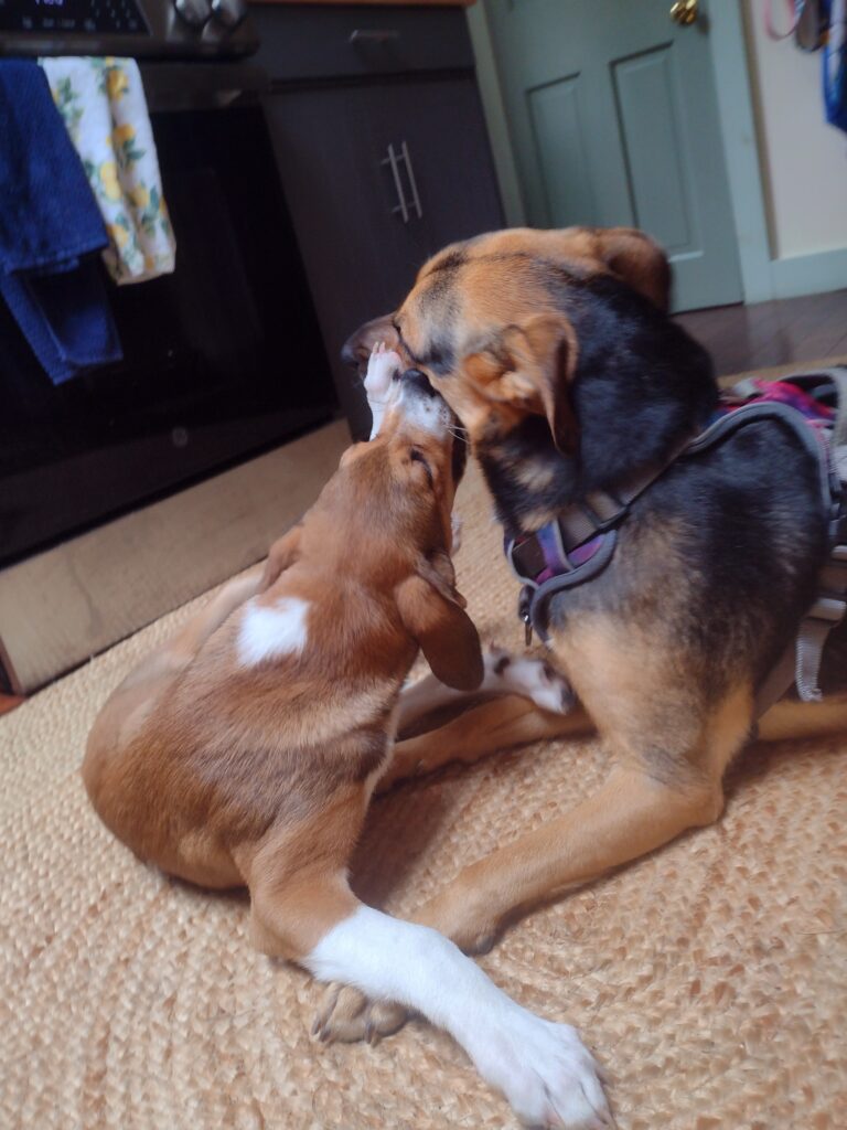 Puppy Love ♥️