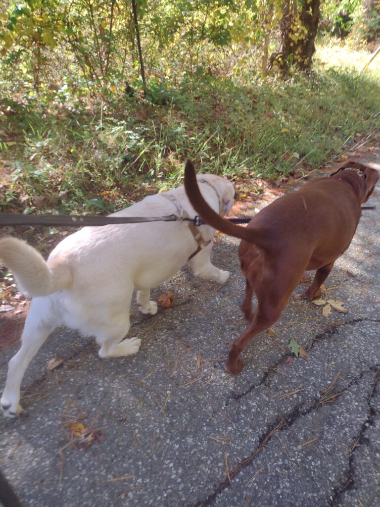 Satur…yay Walk