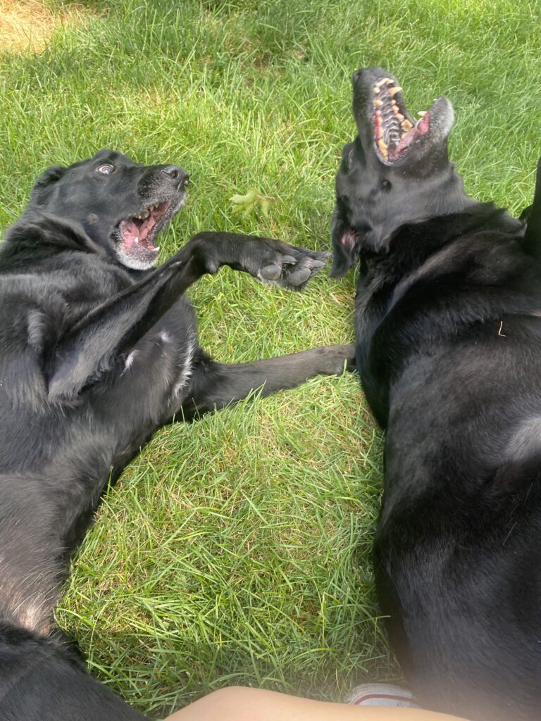 Silly Boys!!! 🤪🤭