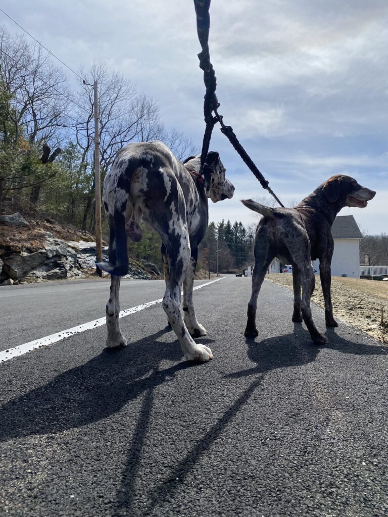Tail Wags & Tandem’s 👯‍♂️